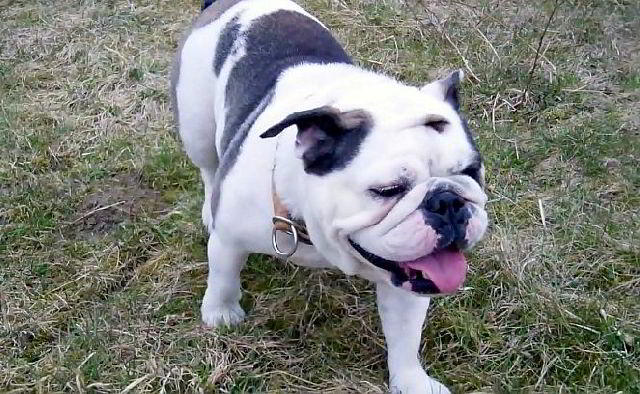 Lucy die Englische Bulldogge