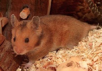 Goldhamster