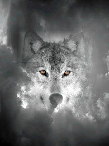 Grauer Wolf