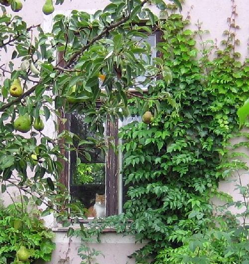 Katze am Fenster