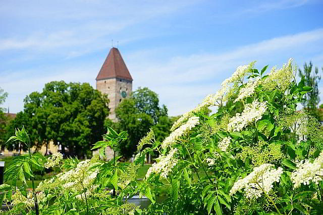 Holunderstrauch mit Gänsturm