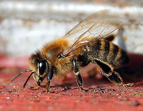 Honeybee