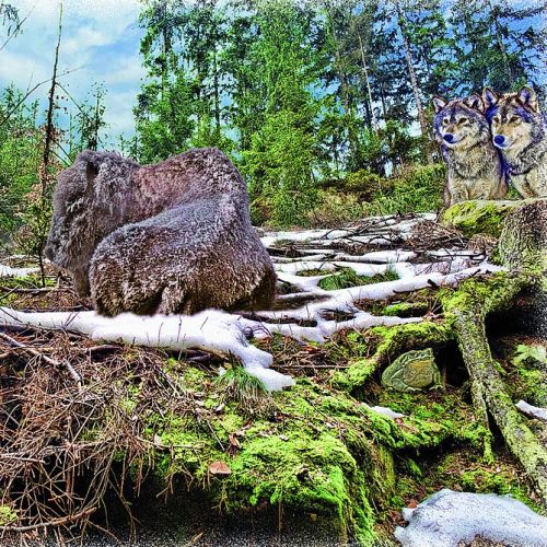 Horoskop-Bild Fische