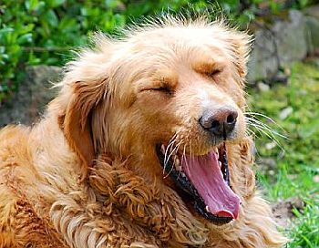 Streunender Hund