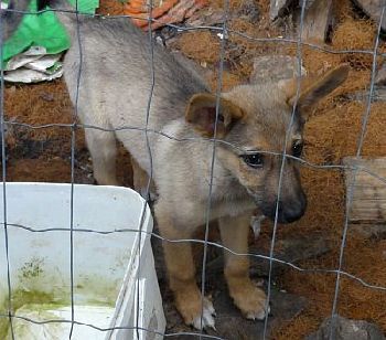 Hundehilfe Tierschutz