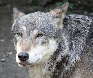 Ich war der Wolf