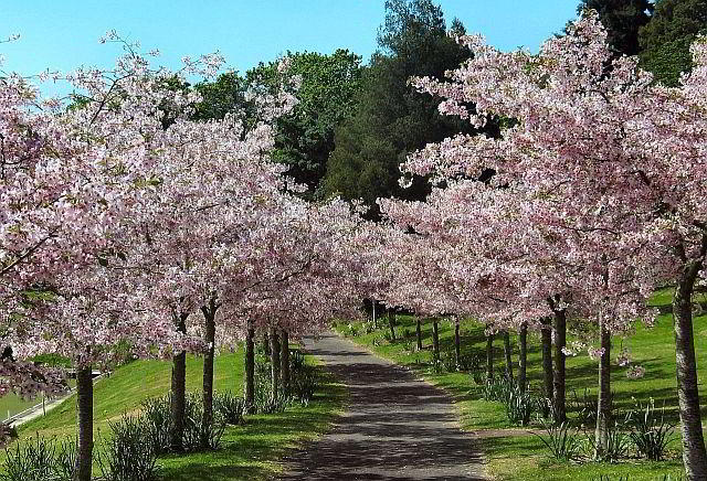 Kirschbaum-Allee