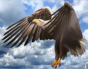 Bedeutung der Krafttiere: Der Adler