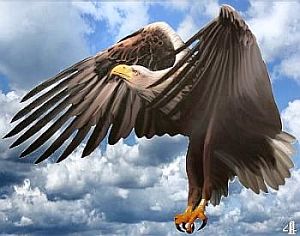 Krafttier Adler