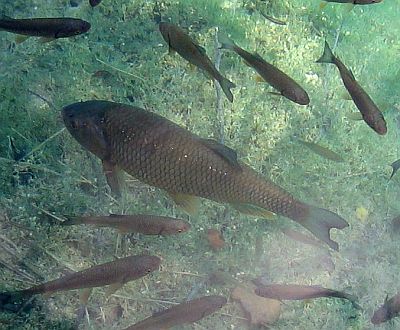 Schwarzwälder Fischrezept nach Klosterart