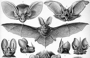 Krafttier Fledermaus Krafttier Fledermaus