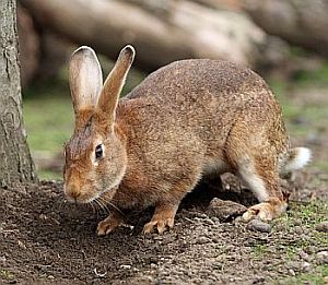 Krafttier Hase Kaninchen