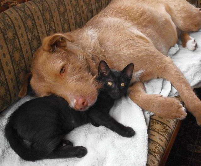 Tiere und Spiritualität