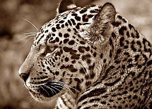 Krafttier Jaguar