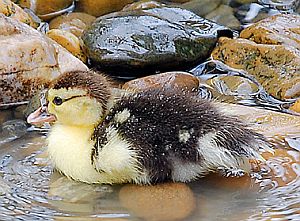 Krafttier Ente