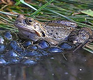 Krafttier Frosch Froschlaich