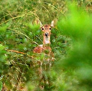 Reh im Wald