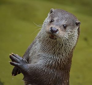 Krafttier Otter