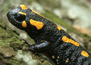 Bedeutung der Krafttiere: Der Salamander