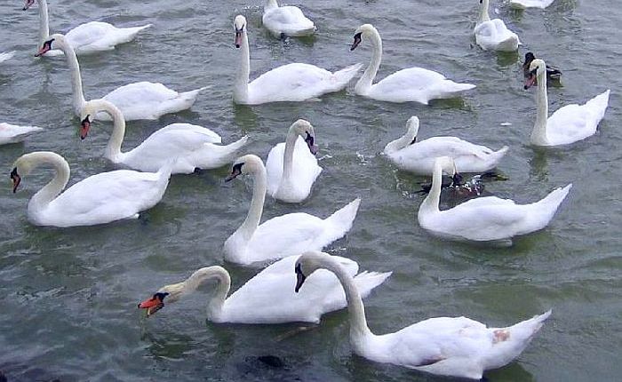 Krafttier Schwan: Schwäne auf der Donau