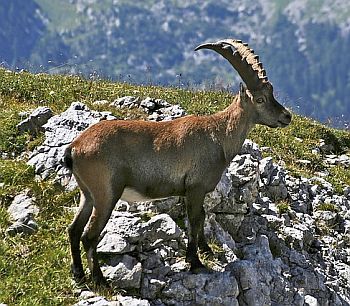 Krafttier Steinbock