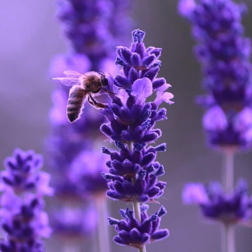 Lavendel mit Biene