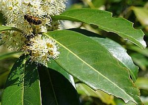 Blüten am Lorbeerstrauch
