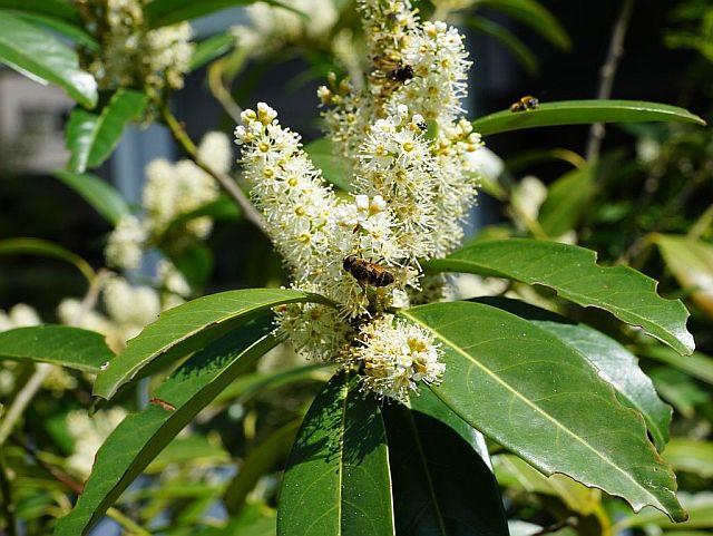 Lorbeer: Heilkraut und Gewürz