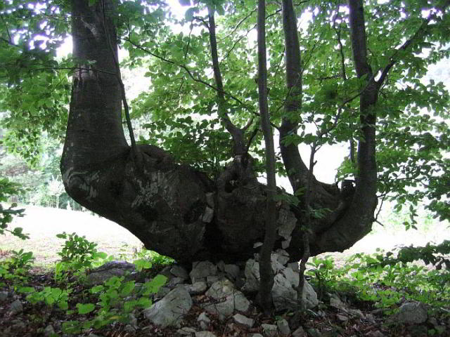 Alter Baum mit Wurzel