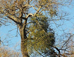Baum mit Mistelstrauch