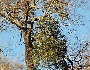 Baum mit Mistelstrauch