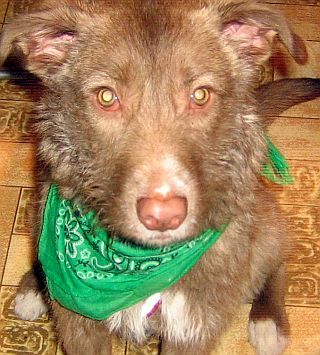Neuer Hund