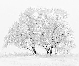 Der Elfenbaum im Winter