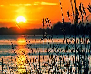 Schilf und Sonnenuntergang