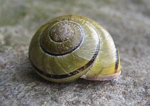 Die kleine Schnecke in ihrem Quartier