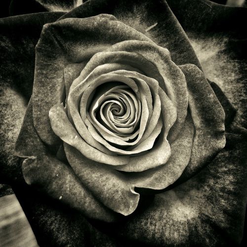 Schwarze Rose