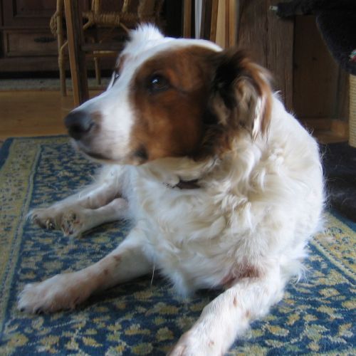 Hundeerziehung und Fehlverhalten