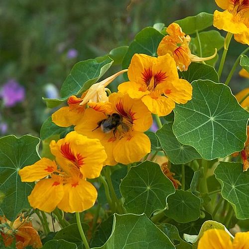 The nasturtium is a fiery beauty