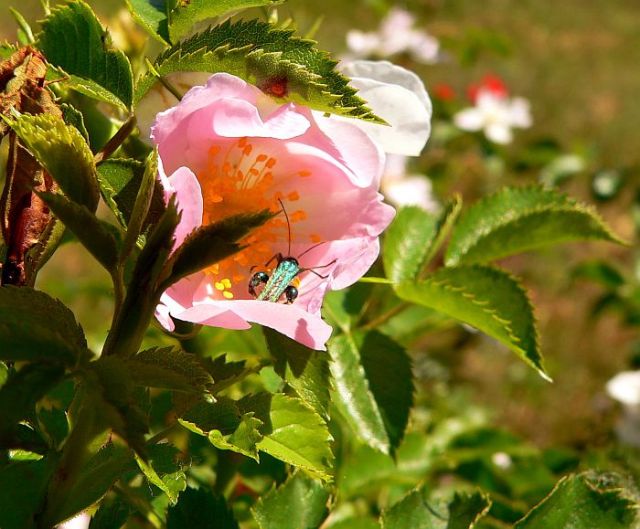 Insekten im Garten