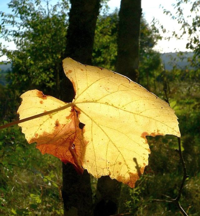 Wald von Pousthomy