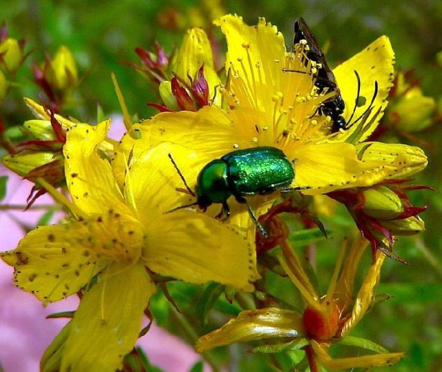 Käfer im Garten