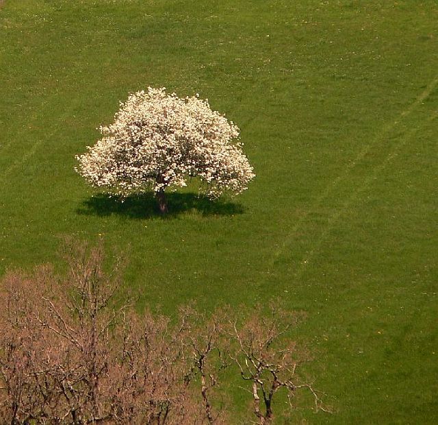 Wenn Du zum Baum kommst