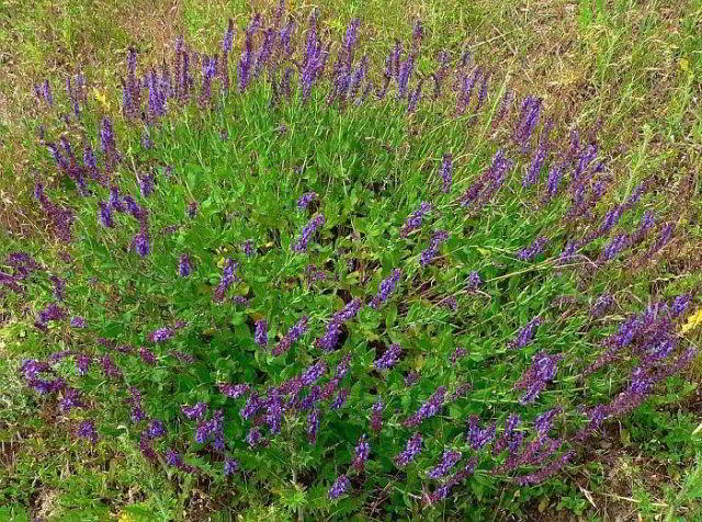 Krone der Natur