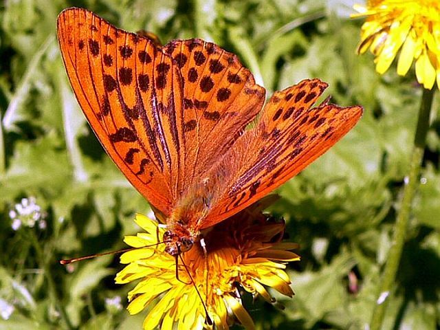 Schmetterling Natur