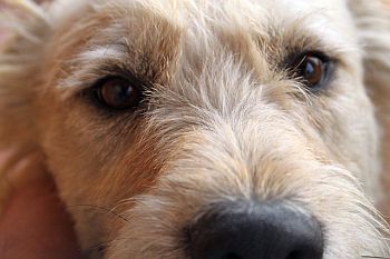 Mein Wundertütenhund: Der erste Jahrestag