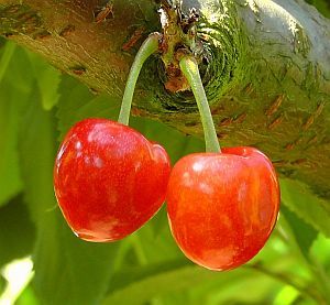 Zwei rote Kirschen