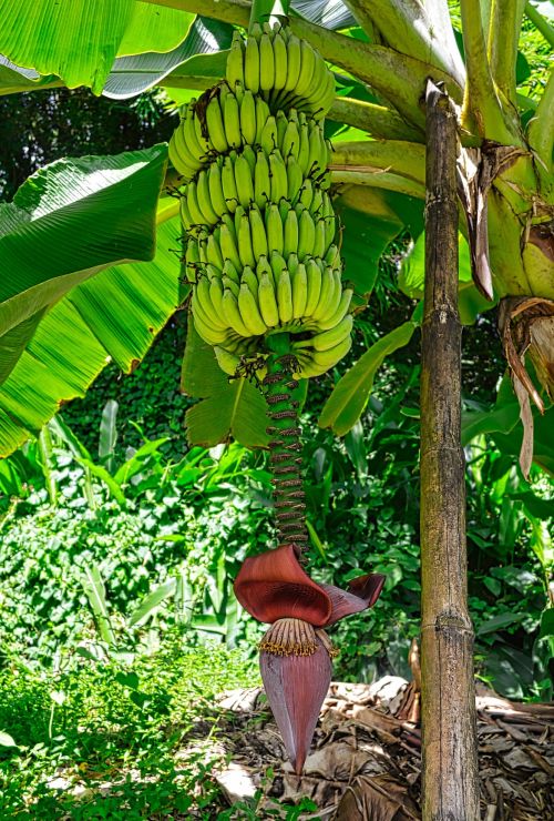 Bananenstaude