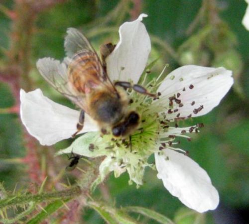 Biene im Sommer: Bienenweiden pflanzen