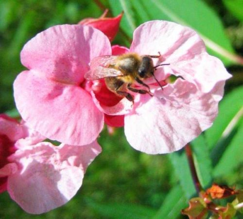 Mein Garten: Biene im Sommer