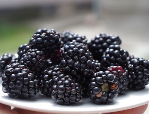 Brombeeren im Sommer